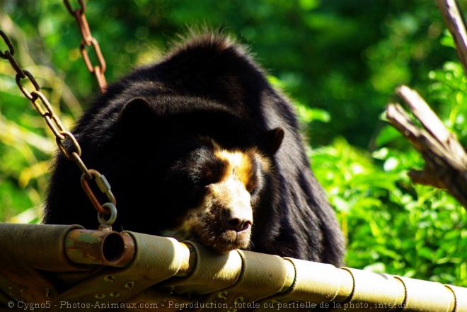 Photo d'Ours