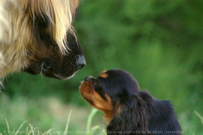 Photo de Races diffrentes