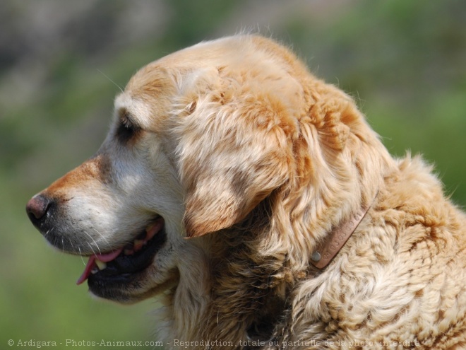 Photo de Golden retriever