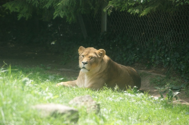 Photo de Lion