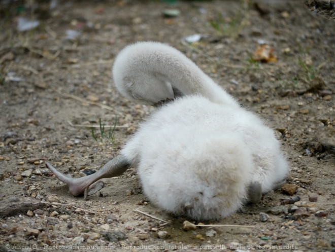 Photo de Cygne