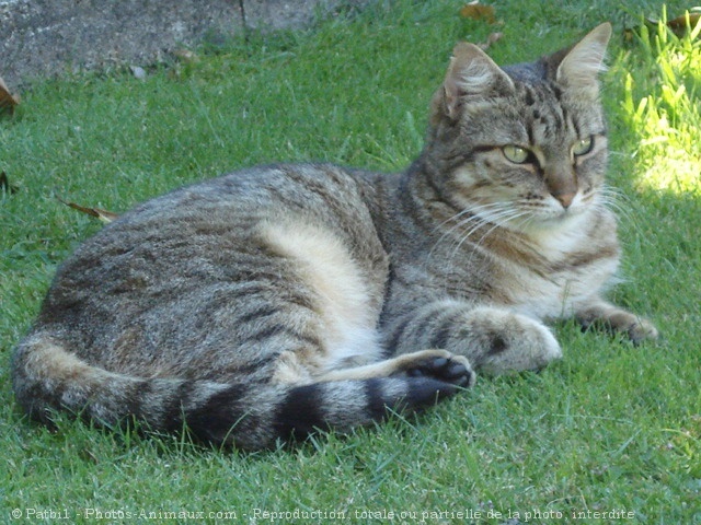 Photo de Chat domestique