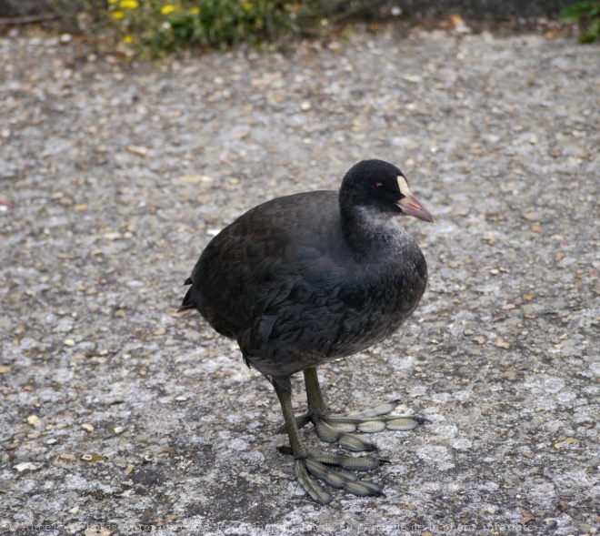 Photo de Foulque macroule