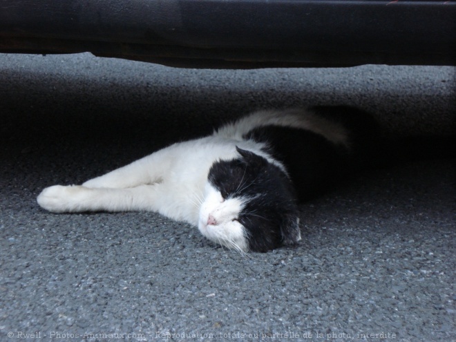 Photo de Chat domestique