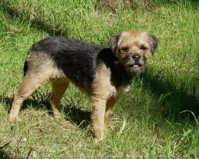 Photo de Border terrier