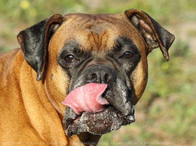 Photo de Boxer