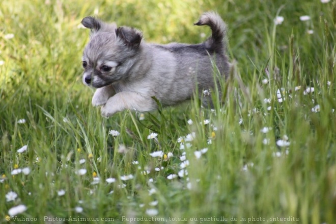 Photo de Chihuahua  poil court