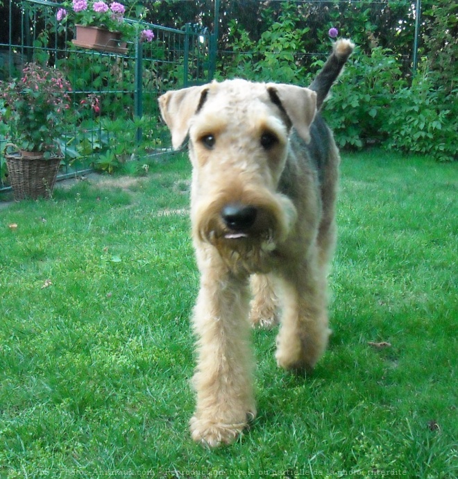 Photo d'Airedale terrier