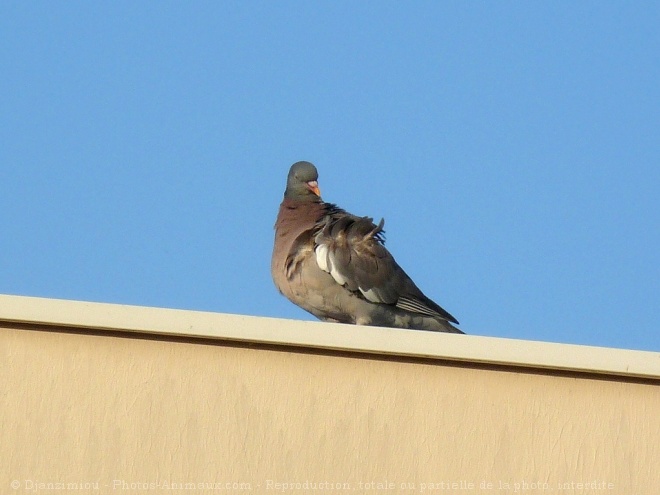 Photo de Pigeon