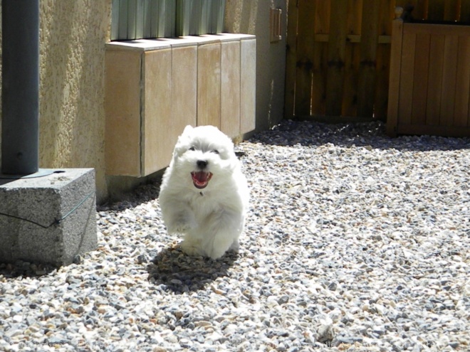 Photo de Coton de tulear