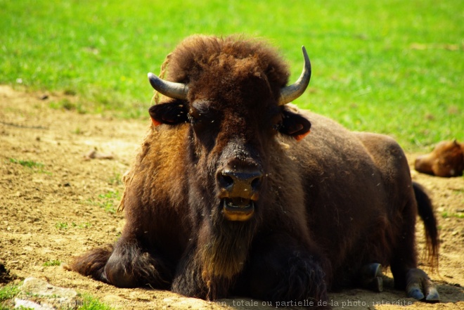 Photo de Bison