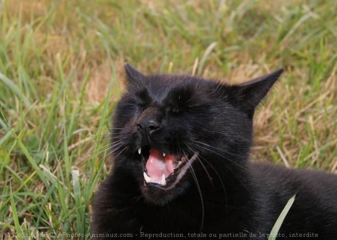 Photo de Chat domestique