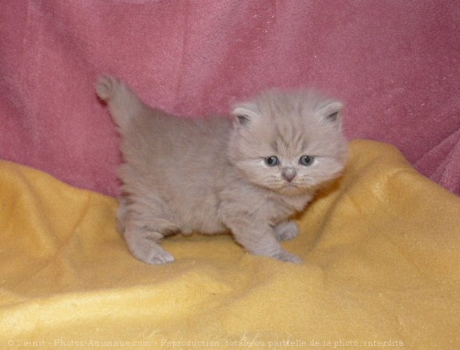 Photo de British shorthair