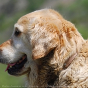 Photo de Golden retriever