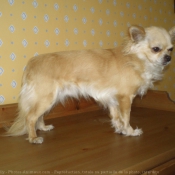 Photo de Chihuahua  poil long