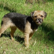 Photo de Border terrier