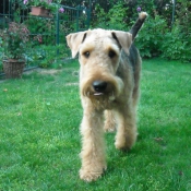 Photo d'Airedale terrier