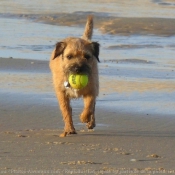 Photo de Border terrier