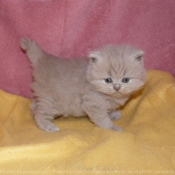 Photo de British shorthair