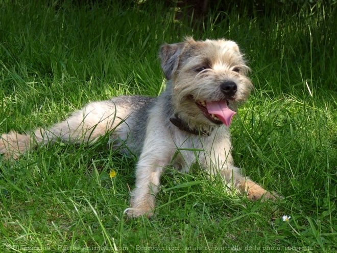 Photo de Border terrier