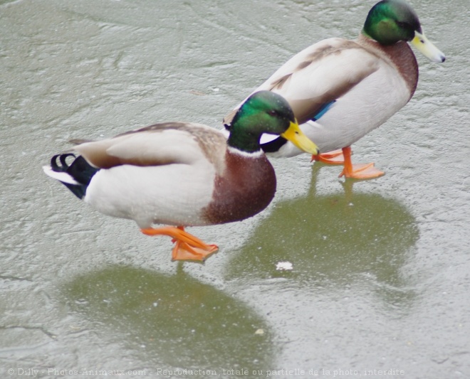 Photo de Canard colvert