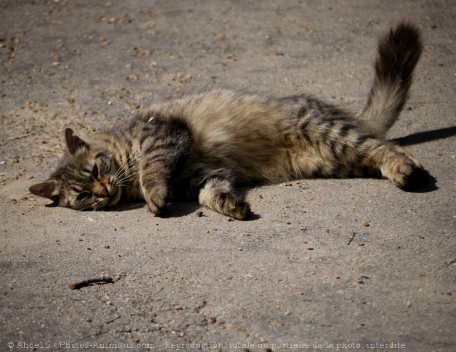 Photo de Chat domestique