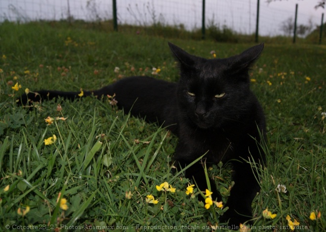 Photo de Chat domestique