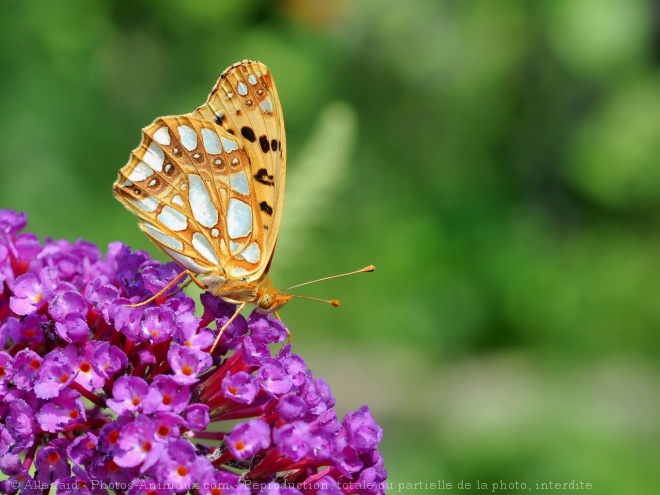 Photo de Papillon