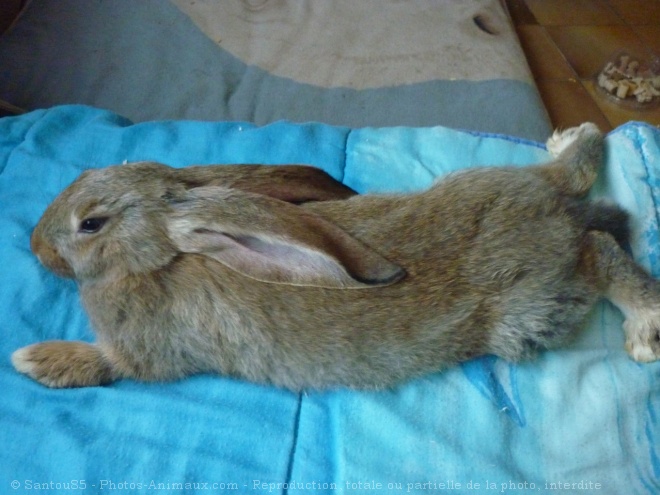 Photo de Lapin