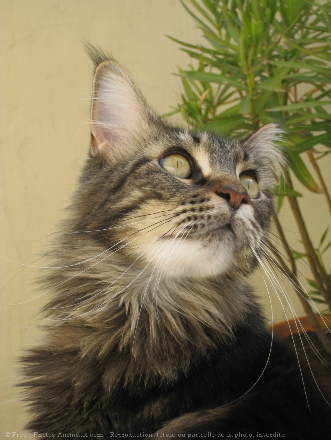 Photo de Maine coon