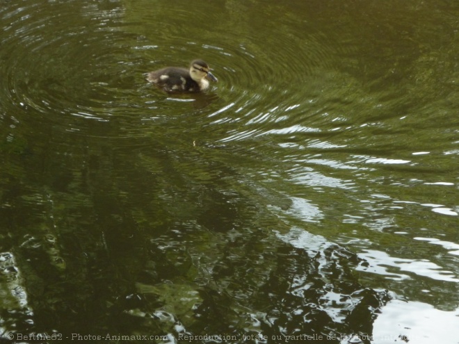 Photo de Canard colvert