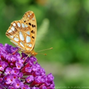 Photo de Papillon