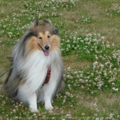 Photo de Chien de berger des shetland