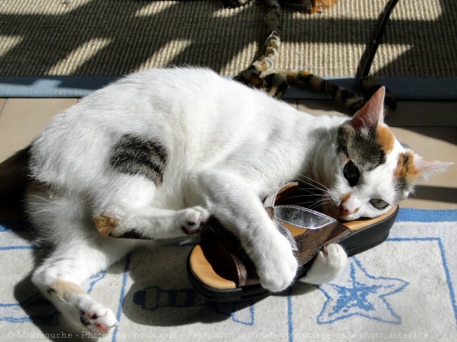 Photo de Chat domestique