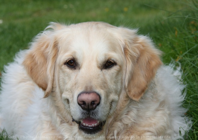 Photo de Golden retriever