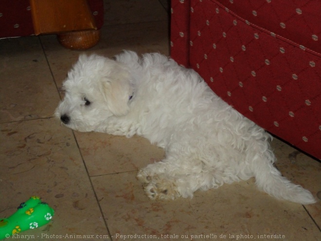 Photo de Bichon  poil fris