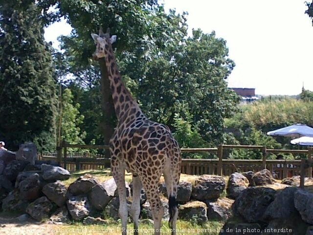 Photo de Girafe