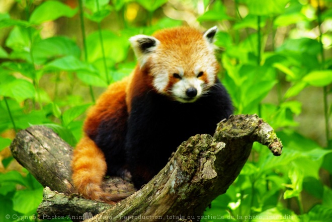 Photo de Panda roux