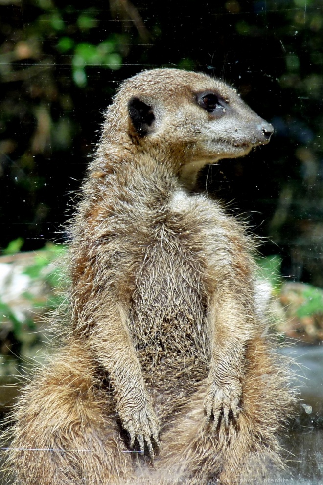 Photo de Suricate