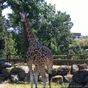 Photo de Girafe