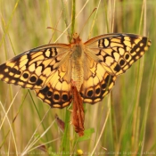 Photo de Papillon