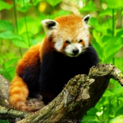 Photo de Panda roux