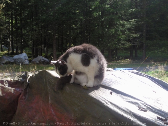 Photo de Chat domestique