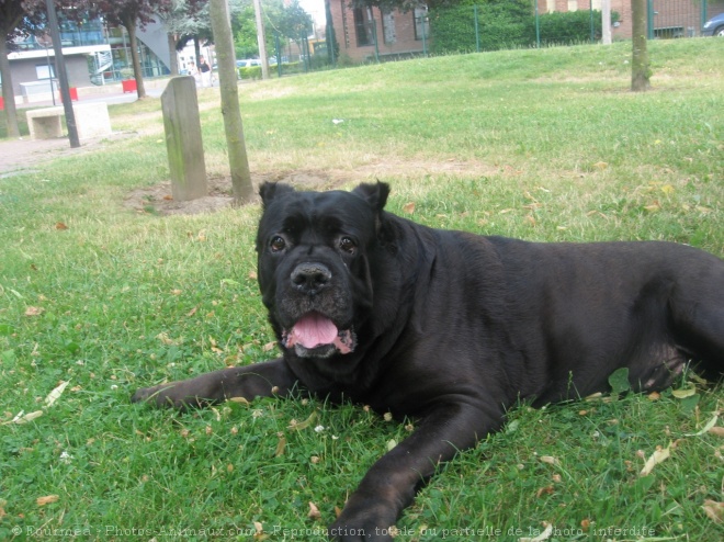 Photo de Chien de cour italien