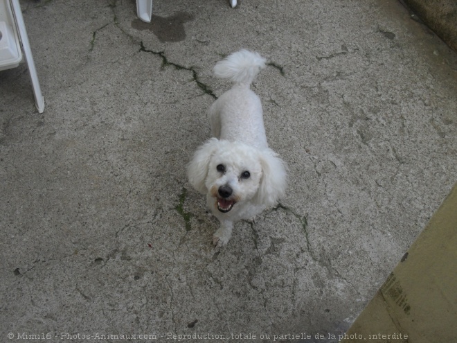 Photo de Bichon  poil fris