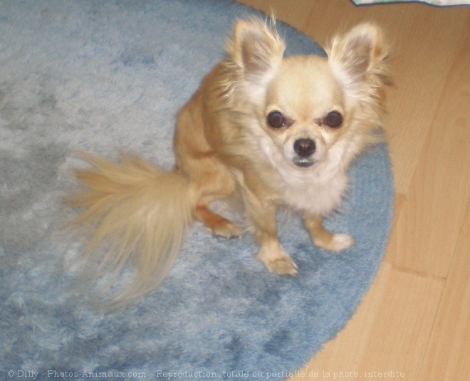 Photo de Chihuahua  poil long