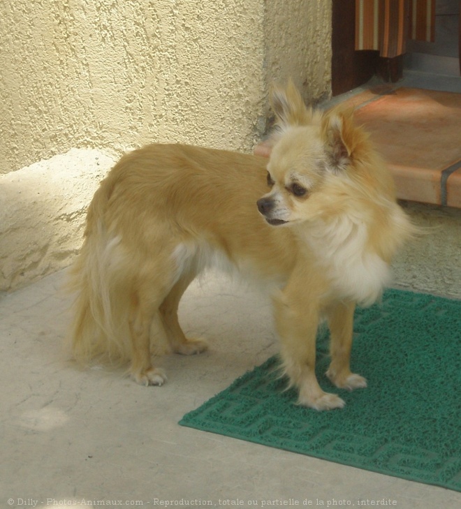 Photo de Chihuahua  poil long