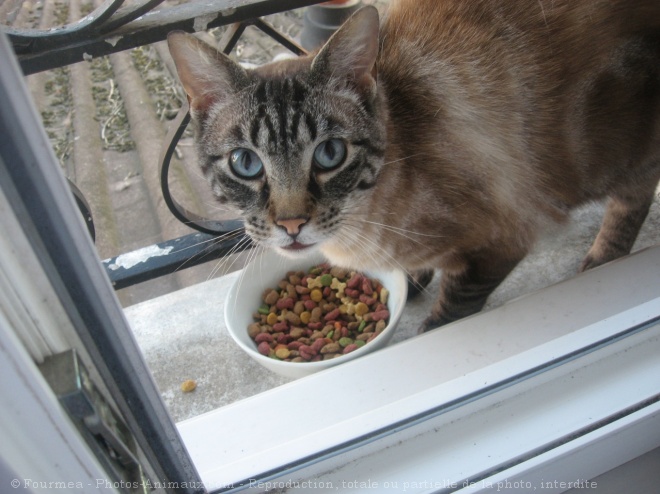 Photo de Chat domestique