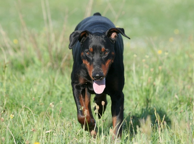 Photo de Dobermann