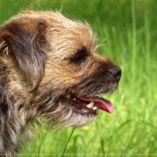 Photo de Border terrier